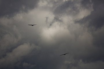 Birds of a white cloud sky