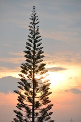 Obraz na płótnie Canvas pine silhouette , have background is sunset