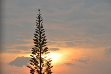 Fototapeta na wymiar pine silhouette , have background is sunset