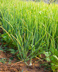 Onion plantation in the vegetable garden at Thailand