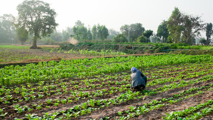 Woman do Shoveling in tobacco farm at countryside