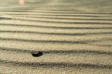 Fototapeta na wymiar golden sand on the beach 4