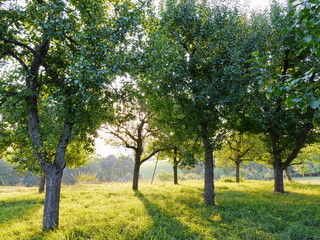 Streuobstwiese mit Apfelbäumen