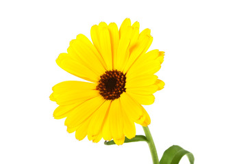 Calendula. Marigold flower with leaves isolated on a white backg