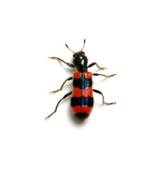 red beetle on a white