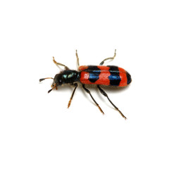 red beetle on a white