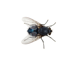 fly on a white