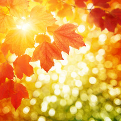 Naklejka na ściany i meble autumn leaves on sun