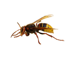 hornet isolated on white