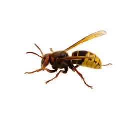 hornet isolated on white