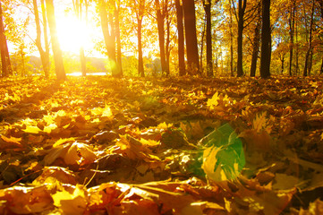  autumn trees on sun