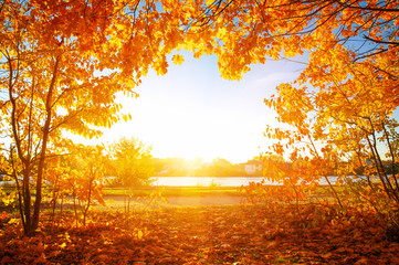 herfstbomen op de zon