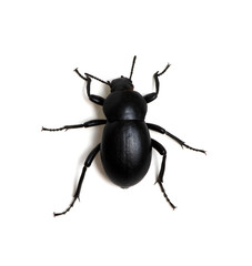 black beetle on white