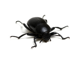 black beetle on white