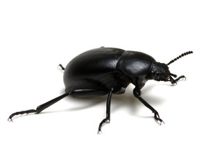 black beetle on white