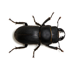 black beetle on white