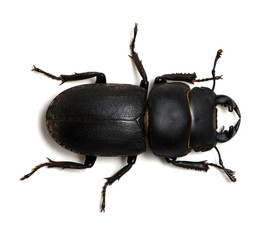 black beetle on white