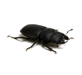 black beetle on white