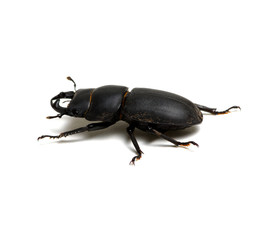 black beetle on white