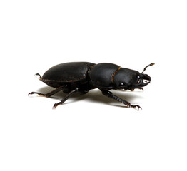 black beetle on white