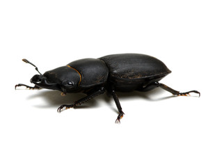 black beetle on white