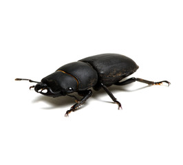 black beetle on white