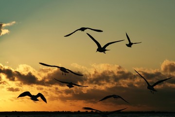 gulls on the coast at sunset 2