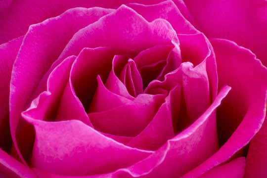 Pink rose macro background