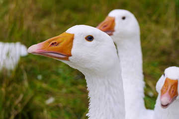 Hausgänse in Freilandhaltung