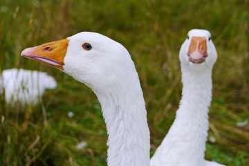 Hausgänse in Freilandhaltung