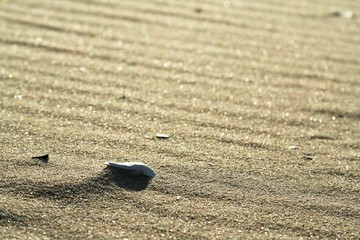 golden sand on the beach 2