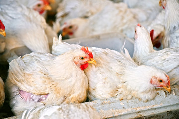 Young chickens on a poultry farm