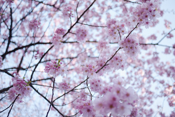 cherry blossom, pink sakura blooming on bright sky background, japan