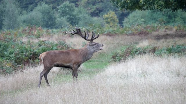 Red Deer Stag During Rut in Bushy Park