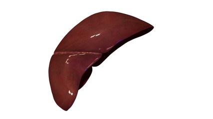 3d illustration human body organs

