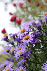 beautiful flower blue aster.