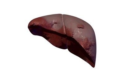 3d illustration human body organs

