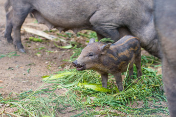 Little boar