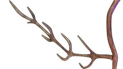 Obraz premium 3d illustration human body organs