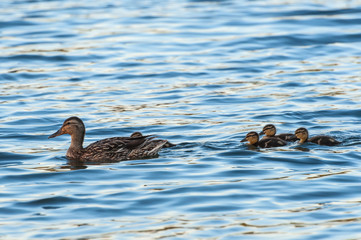 duck ducklings lake