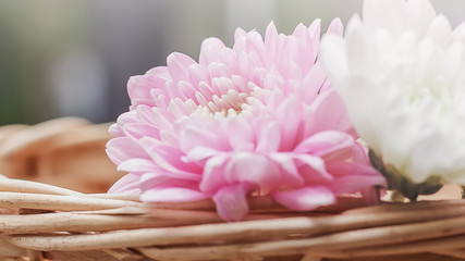 Pink and white Chrysanthemum in basket.