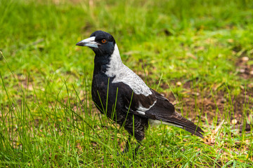 オーストラリアのマグパイ　鳥