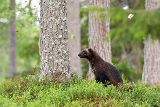 wolverine (Gulo gulo) in forest