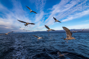angry Birds/ hungry seagulls flying over a fishing boat in the hope of stealing something