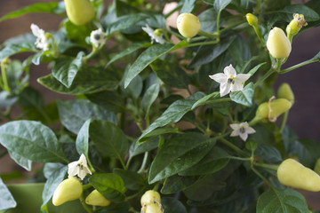 chili peppers in pot, close-up of blooming chili peppers
