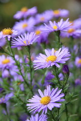 beautiful flower blue aster.