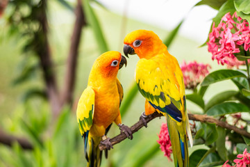 コガネメキシコインコのカップル
