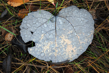 Grey autumn leaf with dew on the grass