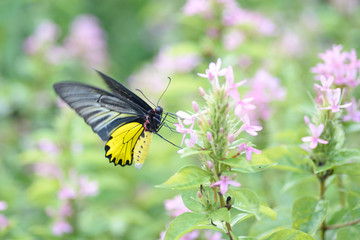 butterfly