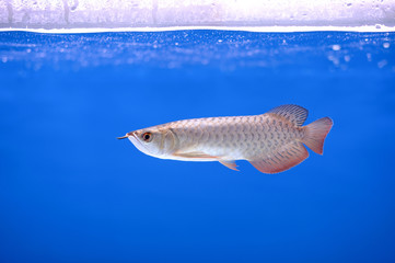 arowana fish